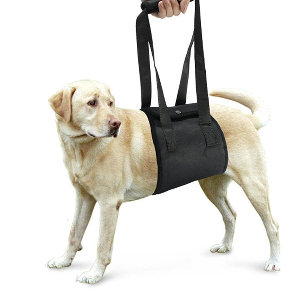 Dog leash 