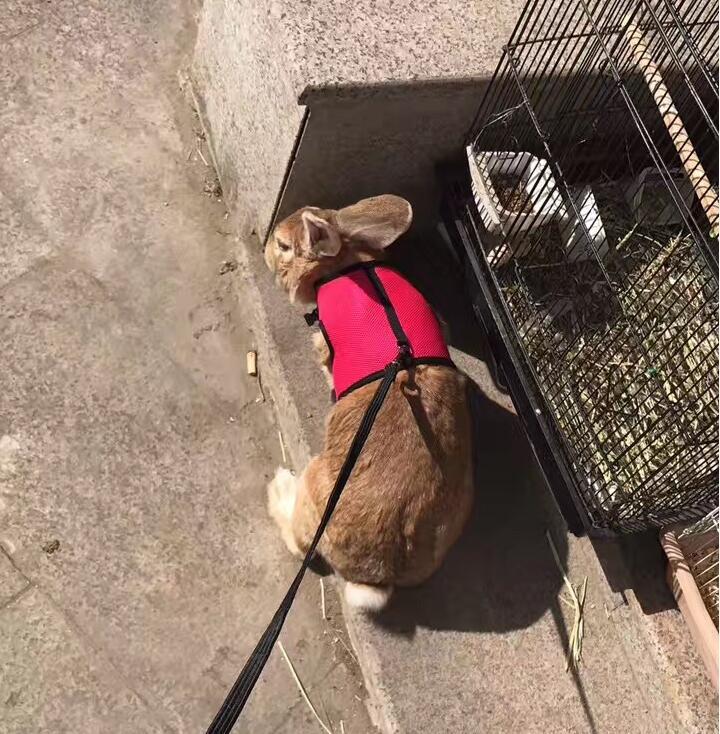 Small Pet Leash 